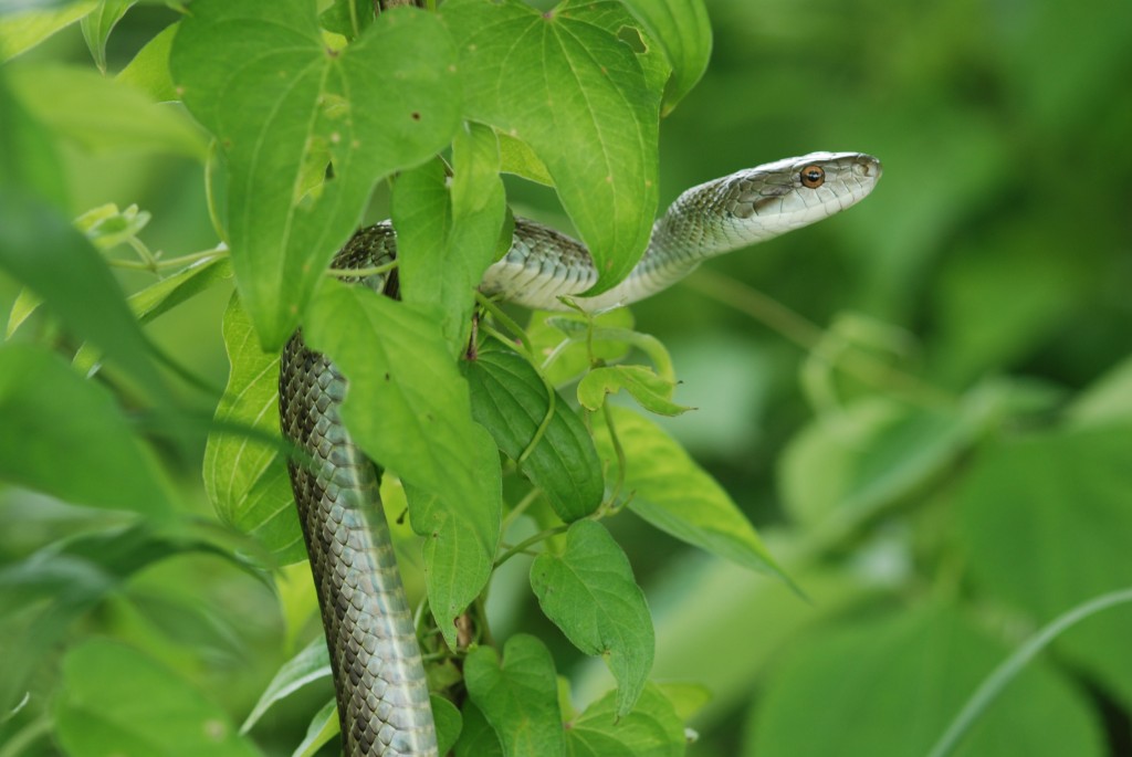 見沼田んぼで見つかったヘビ