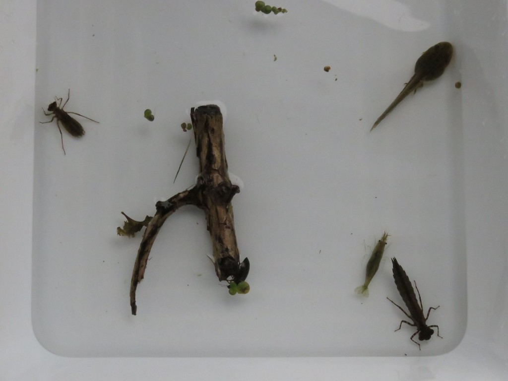 生きもの調査で見つかった水生昆虫たち