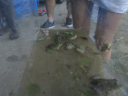 田んぼでカエルを大量に捕まえた結果の水槽
