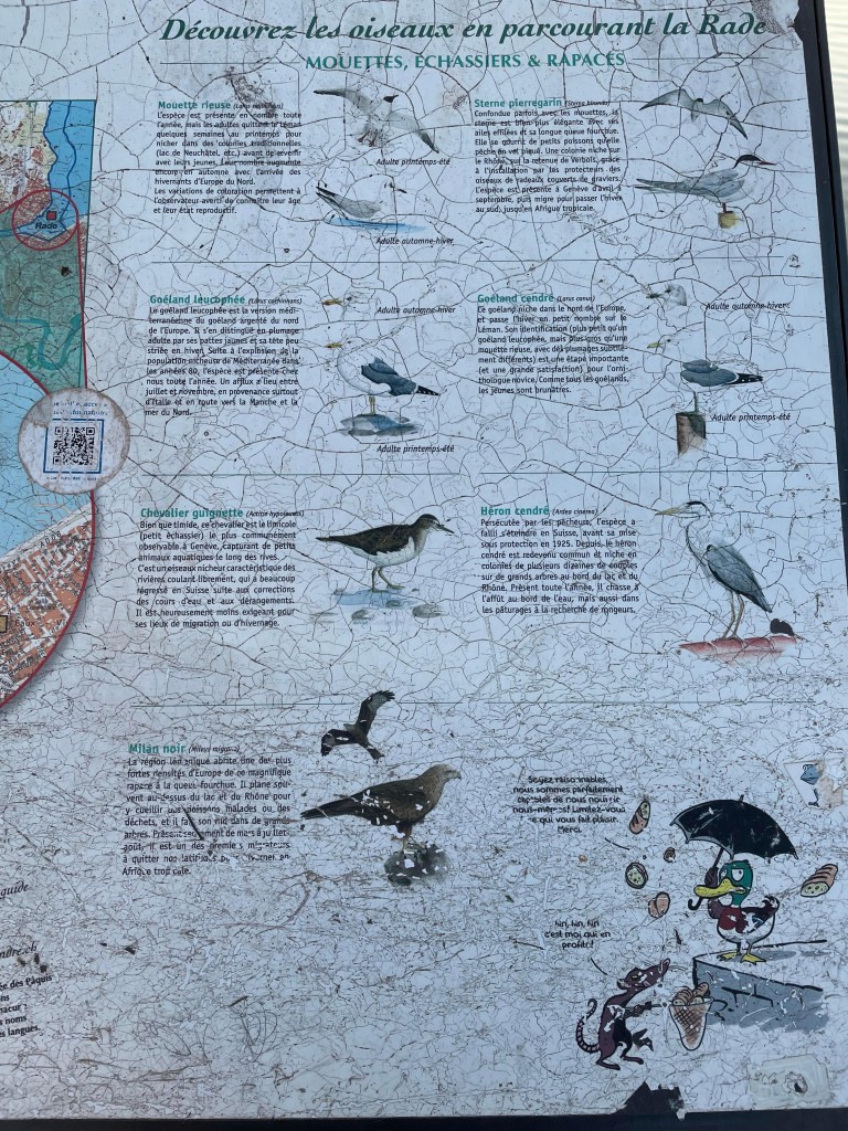 ラムサール湿地で観ることできる鳥たち